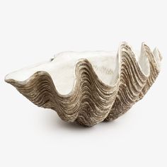 an oyster shell is shown on a white background