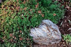 a rock surrounded by green plants and dirt