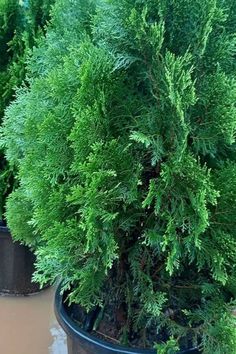 some very pretty green plants in a big pot