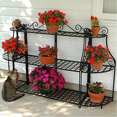 a cat sitting in front of a shelf with potted flowers on top of it