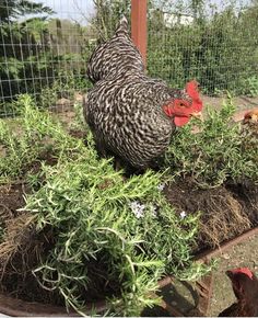 two chickens in a garden next to a fence and some plants on the other side