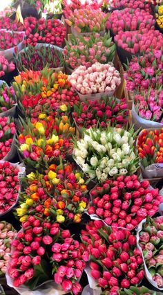 many different colored tulips and other flowers for sale