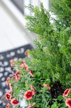 some red and pink flowers are in a pot