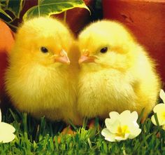 two yellow chicks sitting next to each other in the grass with white flowers around them