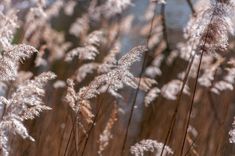 some brown and white plants with water in the background