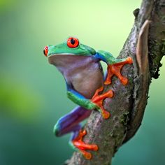 a red - eyed tree frog climbing on a branch