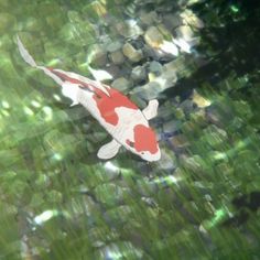 a koi fish swimming in the water with grass and rocks around it's edges