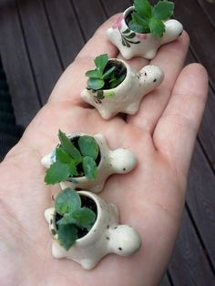 four small plants are growing out of tiny pots in the palm of someone's hand