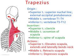 the muscles are labeled in red, and there is an arrow pointing to the shoulder