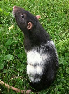 a black and white rat sitting in the grass looking up at something with its mouth open