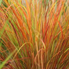 some brown and orange grass with green leaves