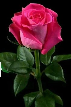 a single pink rose with green leaves and a heart shaped patch in the center on a black background