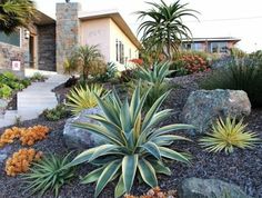 an outdoor garden with plants and rocks in the foreground, next to a house