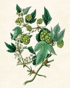 an illustration of hops and leaves on a branch with flowers in the foreground