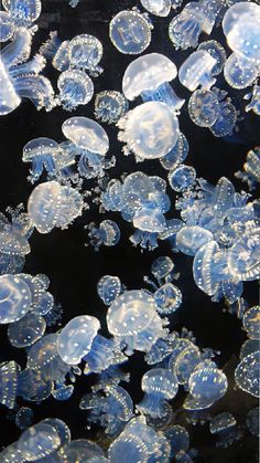 many jellyfish are swimming in the water