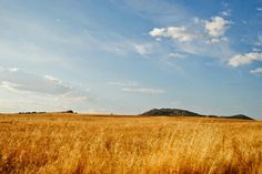 an open field with tall brown grass under a blue sky and white clouds in the distance