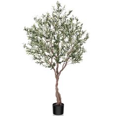 an olive tree in a black pot on a white background