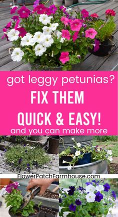 flowers in pots with text that says, got leggy petunias? fix them quick and easy