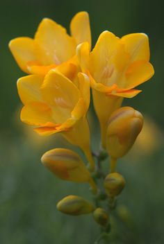 the yellow flowers are blooming in the field