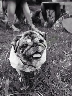 a pug dog sitting in the grass with its tongue hanging out