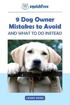 dog owner's guide to 9 dog owner mistakes to avoid and what to do instead