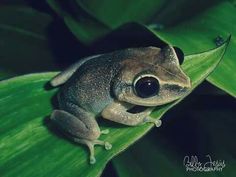 a frog sitting on top of a green leaf