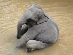 an elephant is sitting in the water with its trunk on it's back,