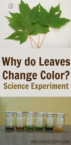 four jars filled with liquid sitting on top of a counter next to a leaf that says, why do leaves change color? science experiment