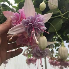 a person is holding flowers in their hand