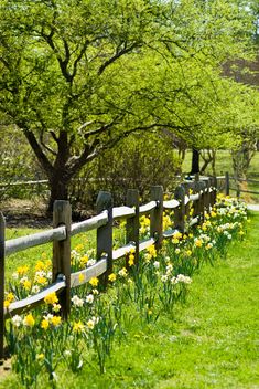 a wooden fence is lined with daffodils