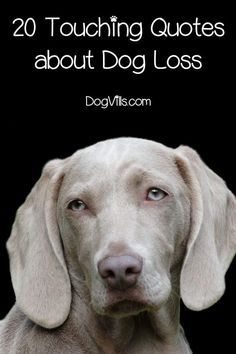 Dogs Missing Quotes, Sayings About Dogs Passing, Pet Grieve Quotes, Rest In Peace Dog Quotes Pets, Saying Goodbye To A Pet Quotes, Having To Put Your Dog Down Quotes, Getting Another Dog After Losing One, When Your Pet Dies Quotes, Euthanizing Your Dog Quotes