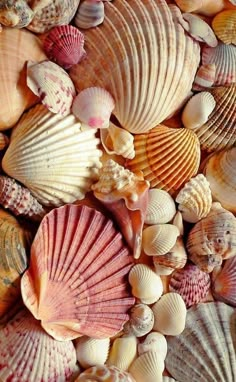 wallpaper summer shell Image Zen, Mermaid Aesthetic, Wallpaper Animes, Beach Wallpaper, Screen Savers, Iphone Background, Pink Aesthetic