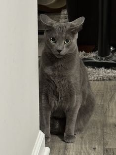 a grey cat sitting on the floor next to a wall and looking at the camera