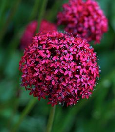 two red flowers with green leaves in the foreground and one pink flower in the background