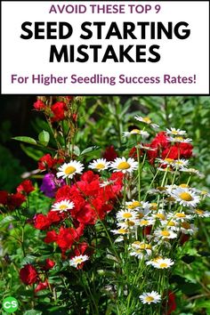 red and white flowers with text overlay that says avoid seed starting tasks for higher seeding success rate