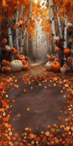 Gatsby Autumn Birch Forest Path Photography Backdrop Gbsx-00775 - Gatsby Backdrop Path Photography, Autumn Backdrop, Picture Backdrop, Forest Backdrop, Fall Backdrops, Pumpkin Pictures, Photography Autumn, Forest Backdrops, Pumpkin Photos