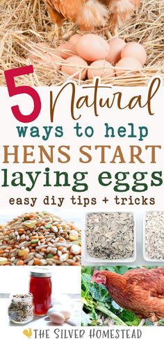 an egg laying on top of hay next to eggs in a nest with the words 5 natural ways to help hens start laying eggs easy diy tips and tricks