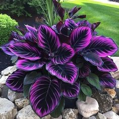 purple and black flowers in a rock garden