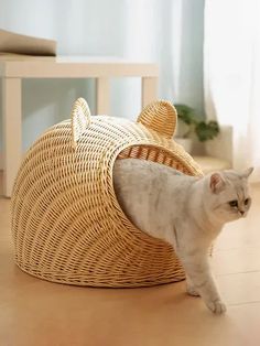 a white cat standing in front of a basket on the floor