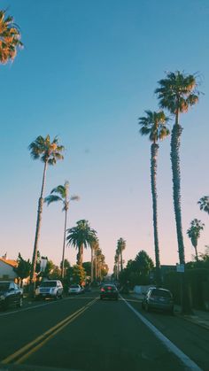 palm trees line the street as cars drive by