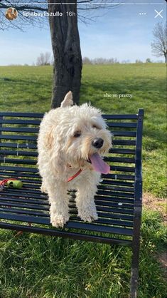 a small white dog sitting on top of a bench in the grass next to a tree