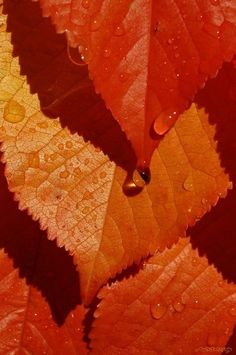 an orange leaf with drops of water on it