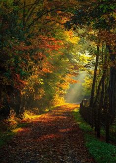 the sun shines through the trees on a path that is surrounded by grass and leaves