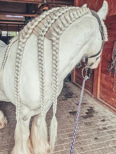 a white horse with braids tied to it's back