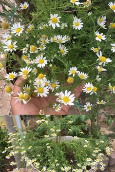 a hand is holding some daisies in a flower pot with other flowers around it