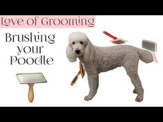 a poodle standing next to a brush and comb on top of a white background