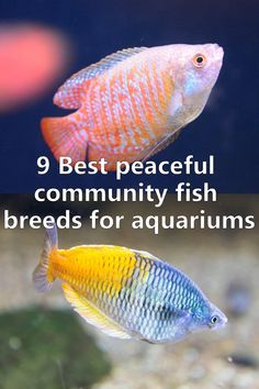 two colorful fish swimming in an aquarium with the words 9 best peaceful community fish breeds for aquariums