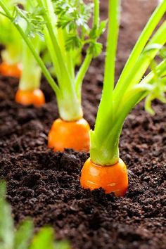 small carrots are growing in the soil