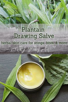 Plantain is an herb with many uses. Make this plantain infused drawing salve to relieve all your bug bites, bee stings, slivers, and rashes. #herbalmedicine #herbalism Holistic Plants, Herbs For Skin, Plantain Herb, Drawing Salve, Natural Medicines, Salve Recipes, Herbal Skin Care, Herbal Salves, Garden Herbs