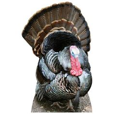 a large turkey standing on top of a stone slab